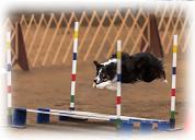 Pawsitive Performance >> Roke jumping